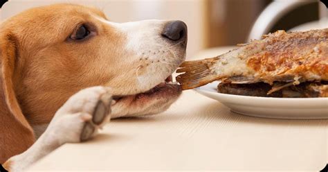 cachorro pode comer peixe